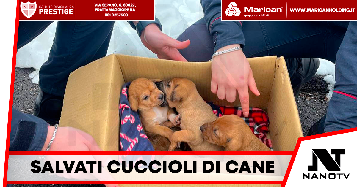 Strappati al gelo, carabinieri salvano 5 cuccioli di cane