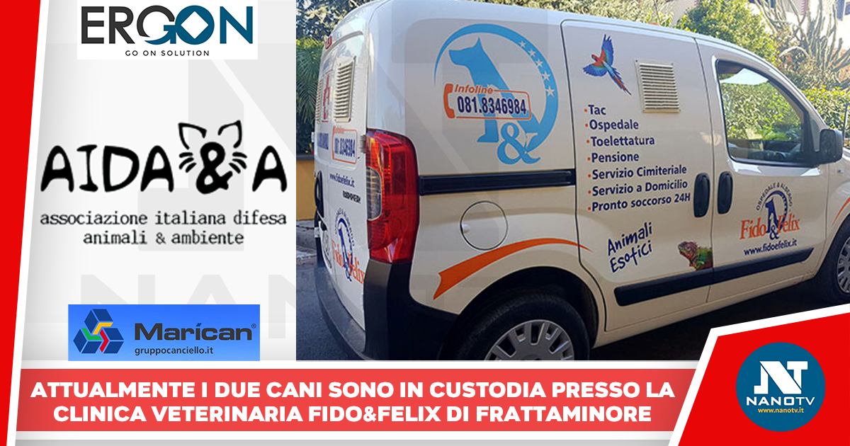 Bimba sbranata: AIDA&A chiede affidamento cani. Richiesta a Procura e Asl. Tyson e Laika ora sono a Frattaminore da Fido&Felix