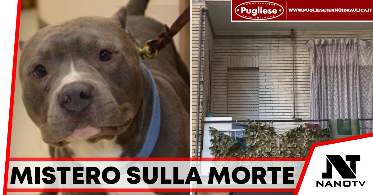 Acerra, morte di Giulia Loffredo: mistero sulle ferite e i morsi del cane