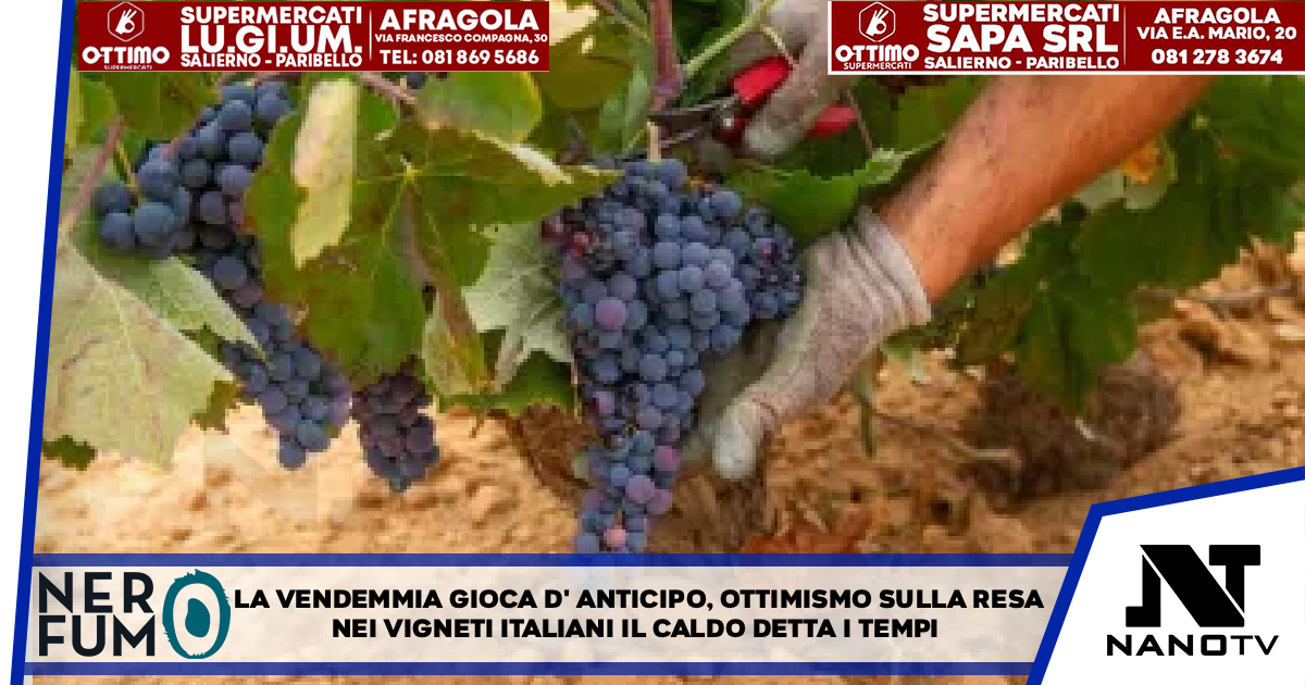 La vendemmia gioca d’anticipo, ottimismo sulla resa Nei vigneti italiani il caldo detta i tempi. Il buono stato sanitario promette uve di qualità