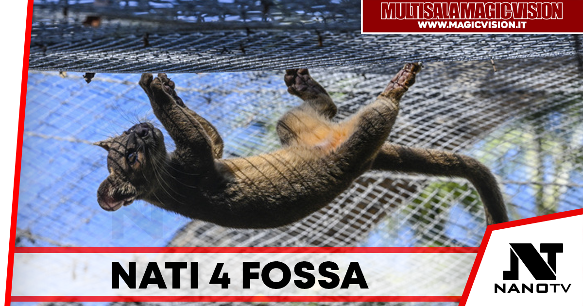 Allo Zoo di Napoli nascono 4 Fossa: primi in Italia, una rarità mondiale