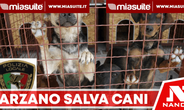 Arzano, rivoluzione al canile: salvati oltre 134 cani e risparmiati 293mila euro all’anno
