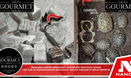 Ercolano: Pusher incensurati. Carabinieri arrestano donna con 13 chili di hashish. Durante le operazioni trovate anche esemplari di specie protetta