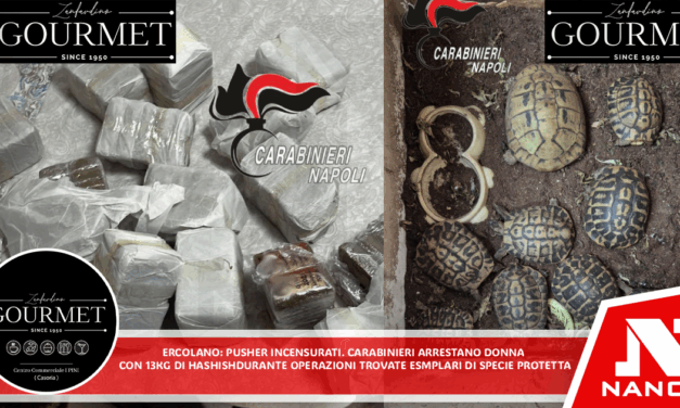 Ercolano: Pusher incensurati. Carabinieri arrestano donna con 13 chili di hashish. Durante le operazioni trovate anche esemplari di specie protetta
