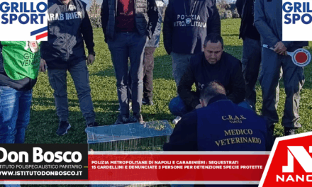 *Polizia Metropolitana di Napoli e Carabinieri: sequestrati 15 cardellini e denunciate tre persone per detenzione illegale di specie protette*
