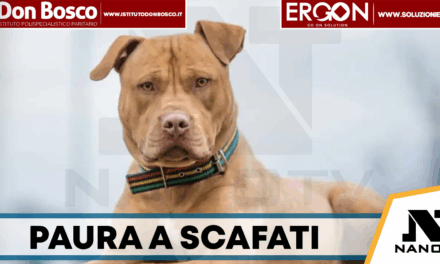 Scafati, pitbull aggredisce bimbo di un anno: ferito al volto