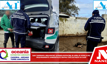 San Tammaro. Sequestro azienda bufalina in area di 30mila metri quadri . Inquinamento ambientale e bufali dati in pasto ai cani