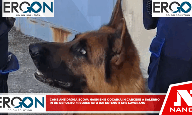 Cane antidroga scova hashish e cocaina in carcere a Salerno In un deposito frequentato dai detenuti che lavorano