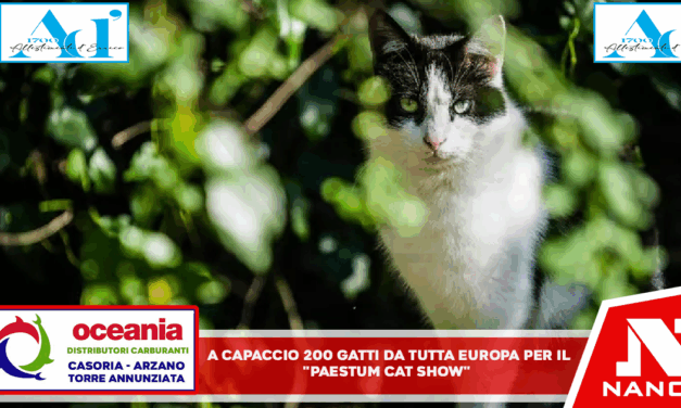A Capaccio 200 gatti da tutta Europa per il “Paestum Cat Show