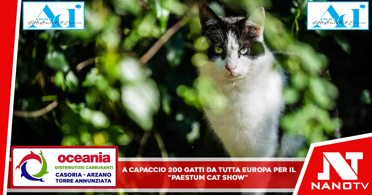 A Capaccio 200 gatti da tutta Europa per il “Paestum Cat Show