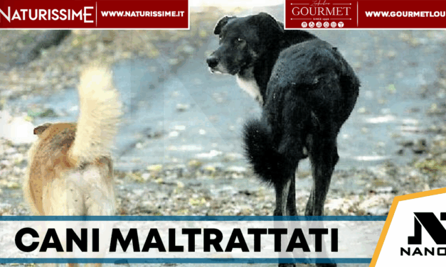 Limatola, cani maltrattati e senza acqua: scatta il sequestro