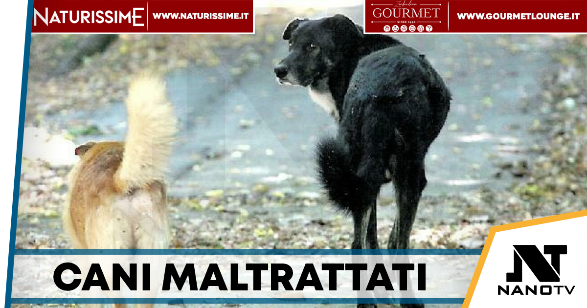 Limatola, cani maltrattati e senza acqua: scatta il sequestro