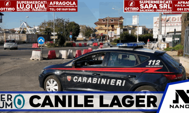 VILLARICCA: canile lager e…social. 26 barboncini toy sequestrati sul solaio di un palazzo. “Titolare” denunciato dai Carabinieri
