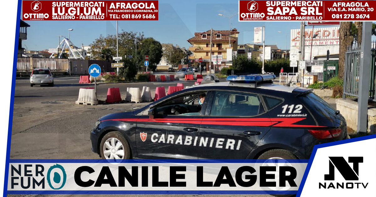 VILLARICCA: canile lager e…social. 26 barboncini toy sequestrati sul solaio di un palazzo. “Titolare” denunciato dai Carabinieri