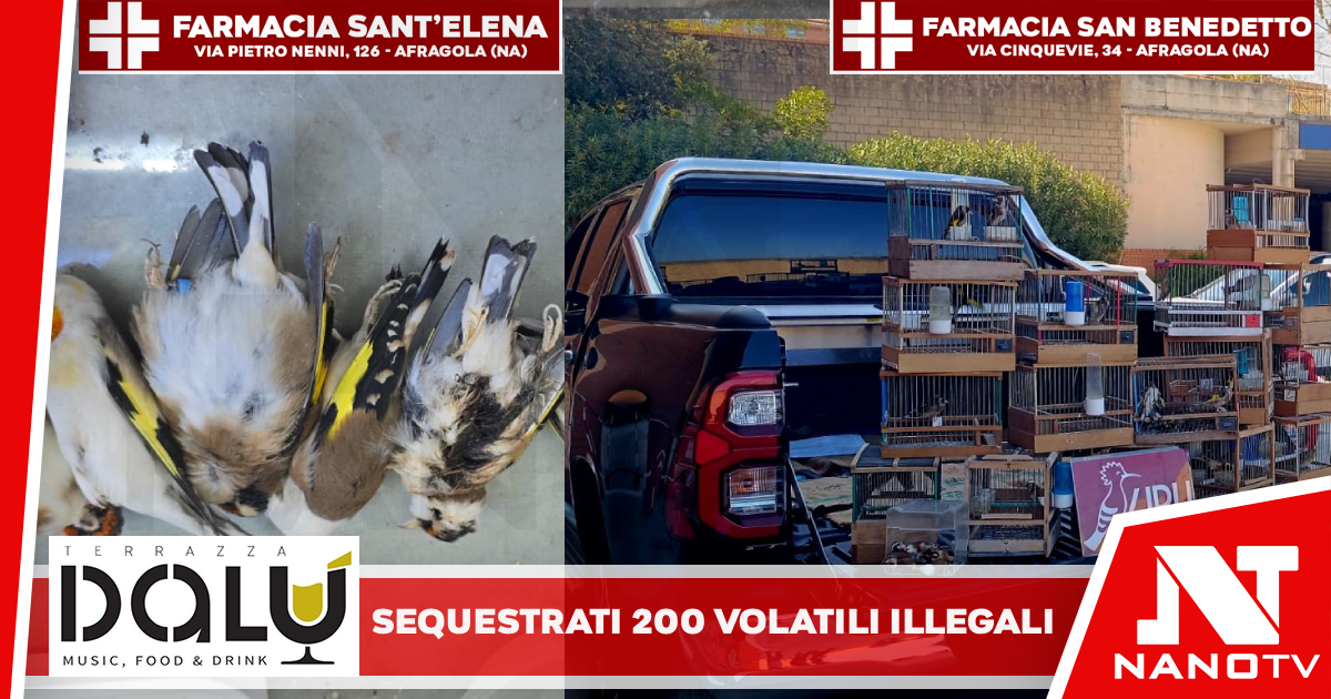 ORTA DI ATELLA: LA POLIZIA PROVINCIALE SEQUESTRA OLTRE 200 VOLATILI DETENUTI ILLEGALMENTE. DENUNCIATA UNA DONNA