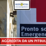 Pitbull assale una donna a Ischia, cane abbattuto per fermare l’attacco