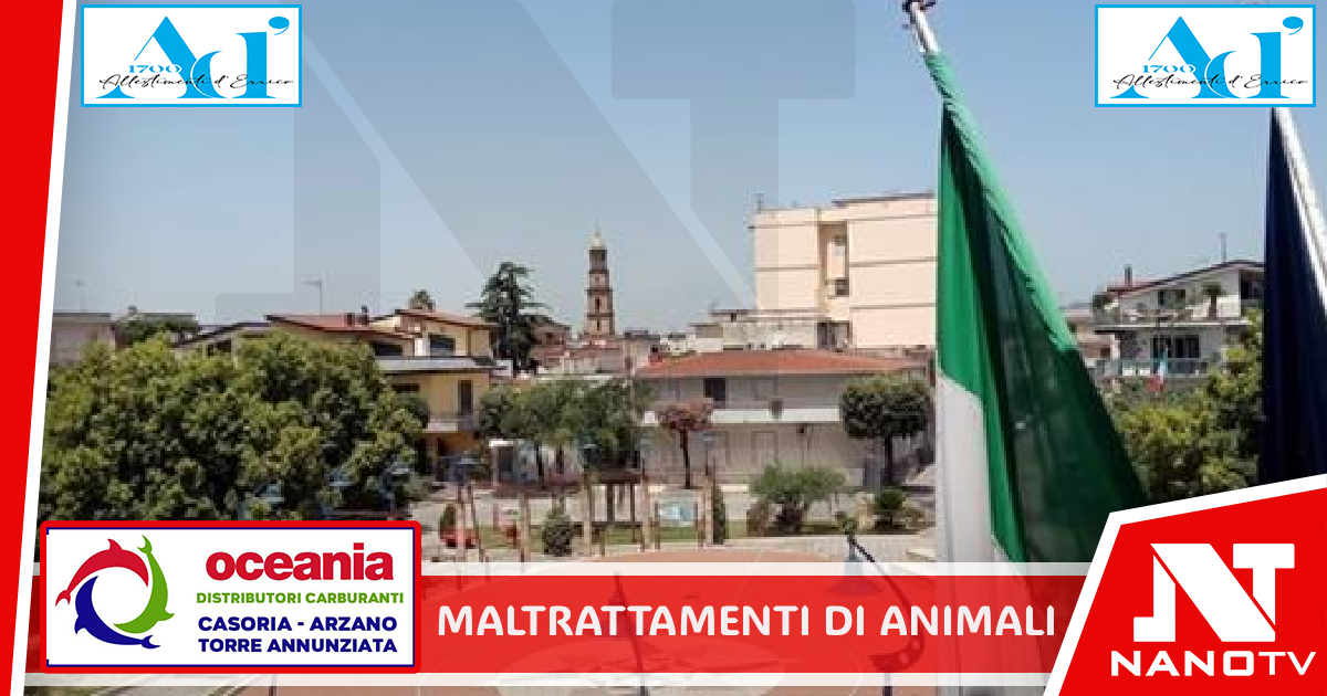 *SAN VITALIANO: Maltrattamento di animali, un cucciolo senza zampa e ferita infetta. Uno morto e altri cani stipati in box minuscoli. 53enne denunciato dai Carabinieri*