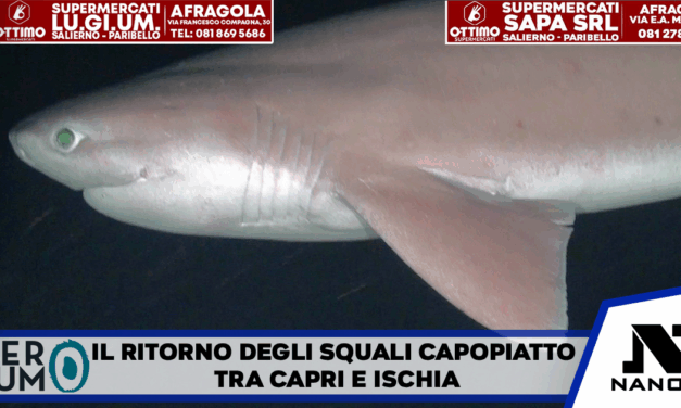 I Giganti Silenziosi del Golfo: Il Ritorno degli Squali Capopiatto tra Capri e Ischia