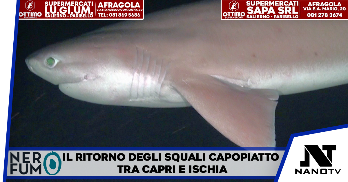 I Giganti Silenziosi del Golfo: Il Ritorno degli Squali Capopiatto tra Capri e Ischia