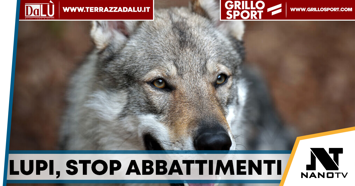 Lupi, la Regione Campania: “Stop agli abbattimenti, già superati i limiti previsti”