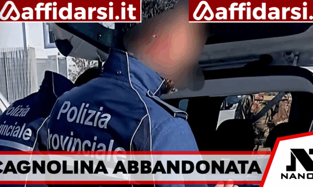 Aversa, abbandona una cagnolina in strada: investita e uccisa dopo pochi minuti