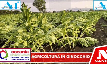Il maltempo distrugge i raccolti: agricoltori costretti ad abbattere intere produzioni