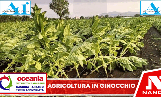 Il maltempo distrugge i raccolti: agricoltori costretti ad abbattere intere produzioni