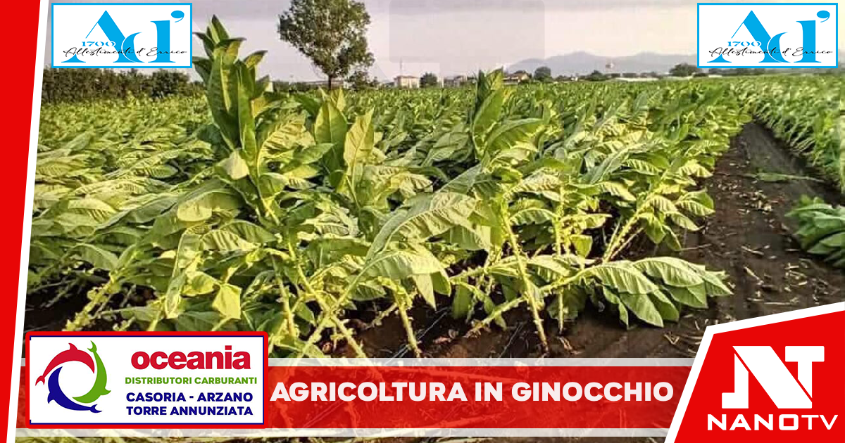 Il maltempo distrugge i raccolti: agricoltori costretti ad abbattere intere produzioni