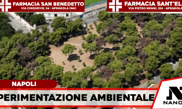 L’esercito dei coleotteri per salvare i pini di Napoli: via alla prima sperimentazione al mondo
