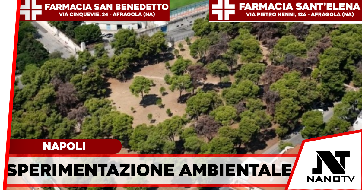L’esercito dei coleotteri per salvare i pini di Napoli: via alla prima sperimentazione al mondo
