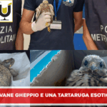 *La Polizia Metropolitana di Napoli salva un giovane gheppio e una tartaruga esotica*