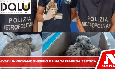 *La Polizia Metropolitana di Napoli salva un giovane gheppio e una tartaruga esotica*