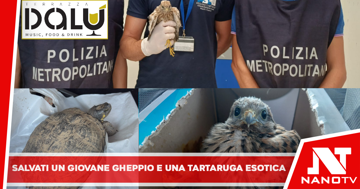 *La Polizia Metropolitana di Napoli salva un giovane gheppio e una tartaruga esotica*