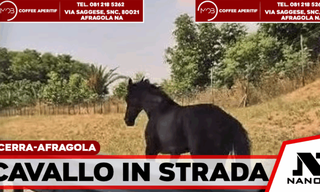 Acerra-Afragola, cavallo in autostrada: traffico in tilt e momenti di paura