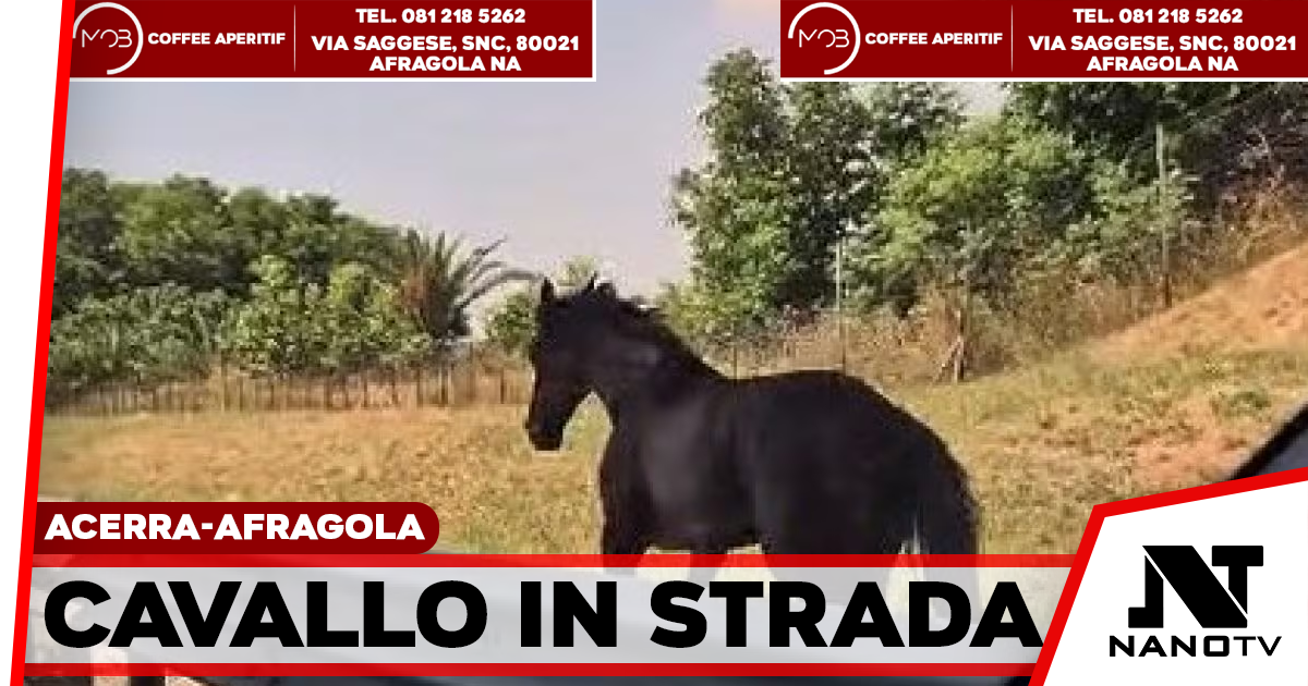Acerra-Afragola, cavallo in autostrada: traffico in tilt e momenti di paura