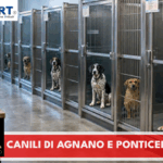 Canili di Agnano e Ponticelli, Baretta e Saggese: nei prossimi giorni l’incontro con i gestori per condividere i percorsi di regolarizzazione