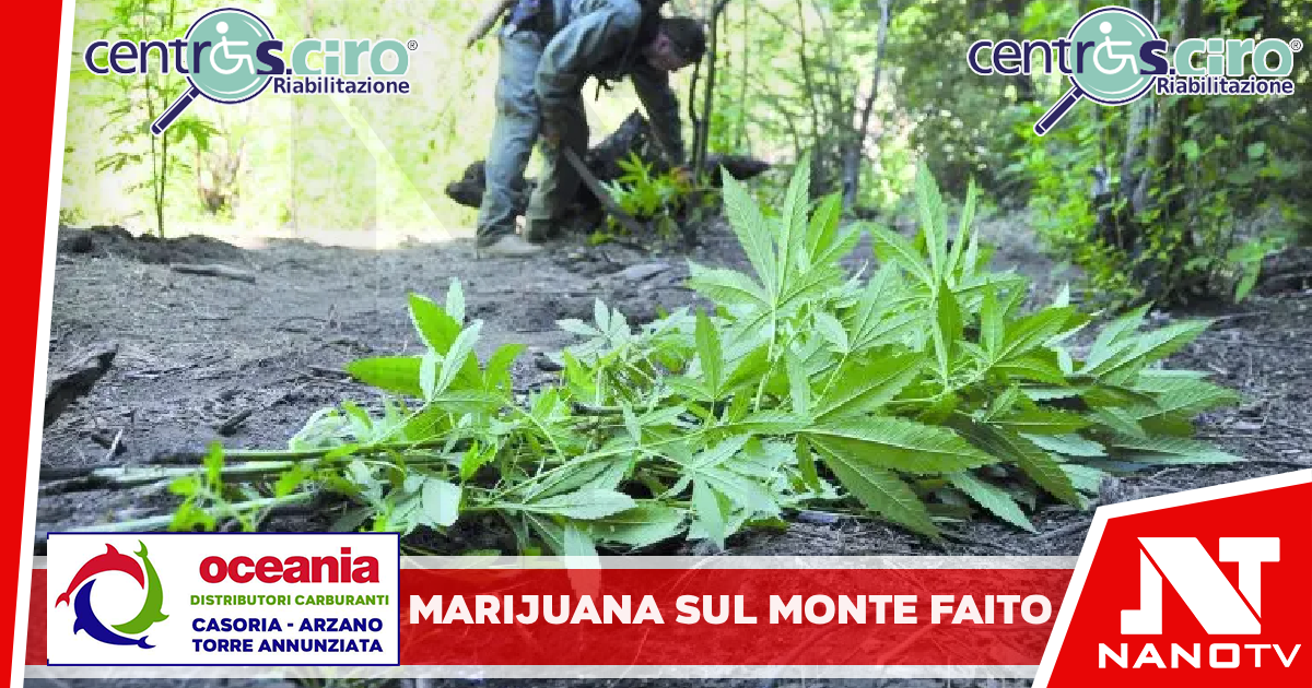 Gragnano | Marijuana coltivata sul monte Faito: condannato il nipote del boss