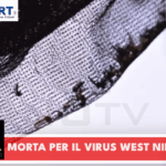 Donna muore nel Napoletano per il virus West Nile