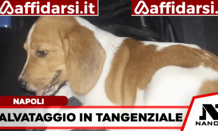 Cane sulla Tangenziale di Napoli: la Polizia Stradale evita il peggio e salva un Beagle
