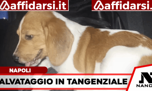 Cane sulla Tangenziale di Napoli: la Polizia Stradale evita il peggio e salva un Beagle