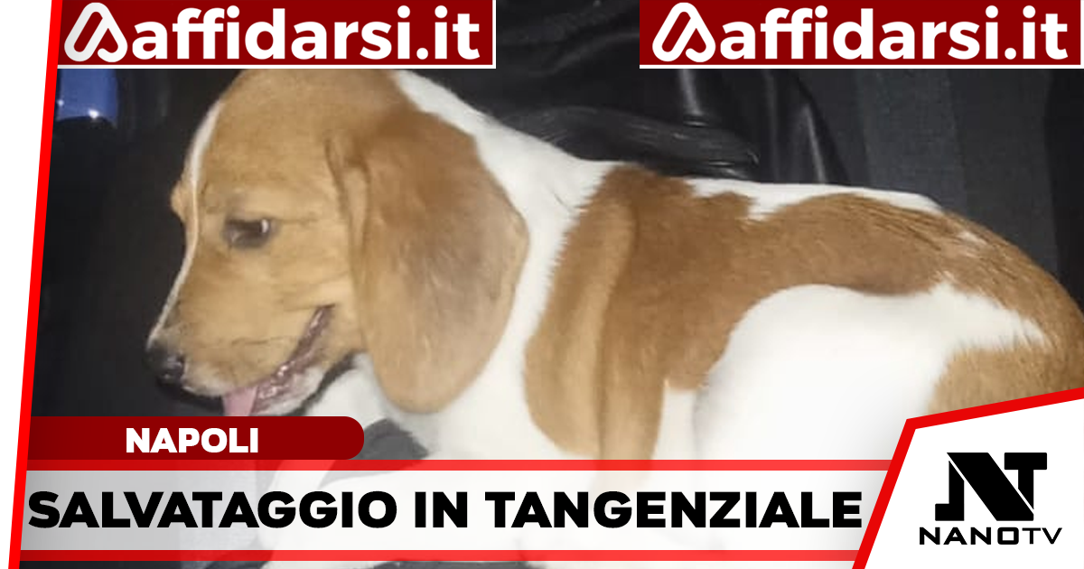 Cane sulla Tangenziale di Napoli: la Polizia Stradale evita il peggio e salva un Beagle