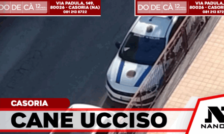 Casoria: cane muore sotto il sole, aperti accertamenti sulle responsabilità