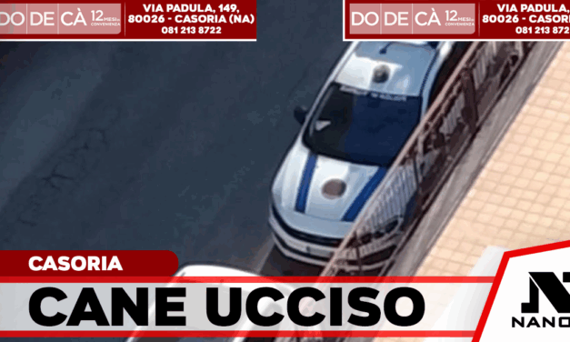 Casoria: cane muore sotto il sole, aperti accertamenti sulle responsabilità
