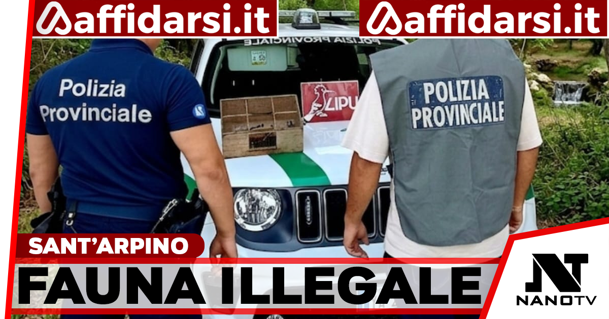 Sant’Arpino, oltre 200 volatili trovati in gabbia: sequestri e denunce della Polizia Provinciale