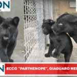 Record di nascite allo zoo di Napoli per ‘colpa’ del caldo, ecco Parthenope