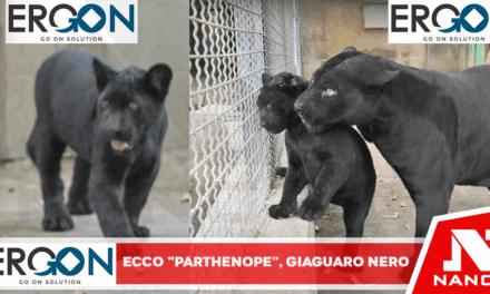 Record di nascite allo zoo di Napoli per ‘colpa’ del caldo, ecco Parthenope