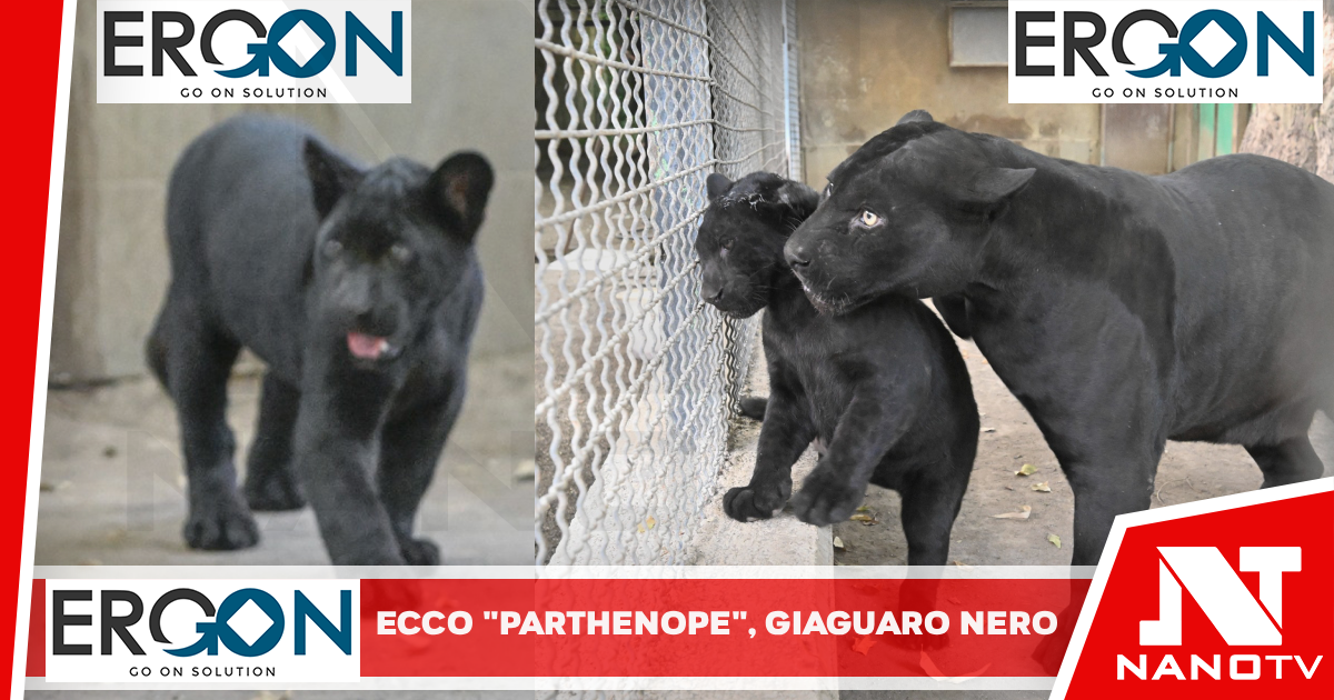 Record di nascite allo zoo di Napoli per ‘colpa’ del caldo, ecco Parthenope