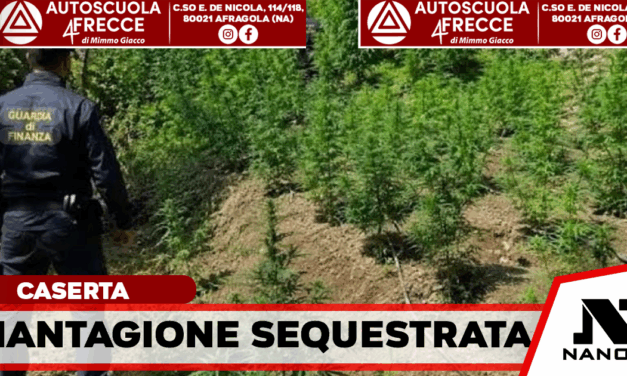 Scoperta piantagione di cannabis nel Casertano: arrestato un uomo, sequestrati 100 chili di canapa