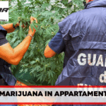 I finanzieri del Comando Provinciale di Benevento hanno scoperto, all’interno di un’abitazione, una piantagione di marijuana, arrestando il responsabile.