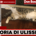 Ciao mi chiamo Arianna e sto facendo tutto quello che posso per aiutare il mio gatto Ulisse e questa è la nostra storia….